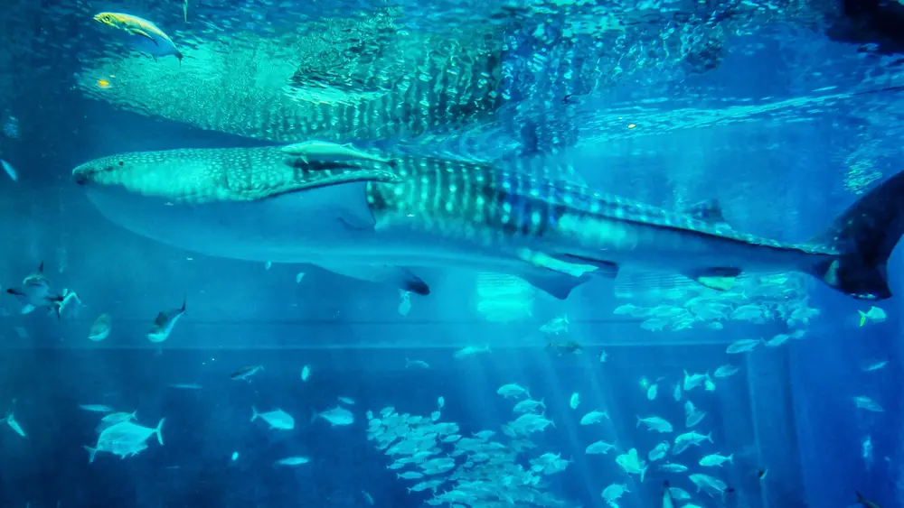Shark