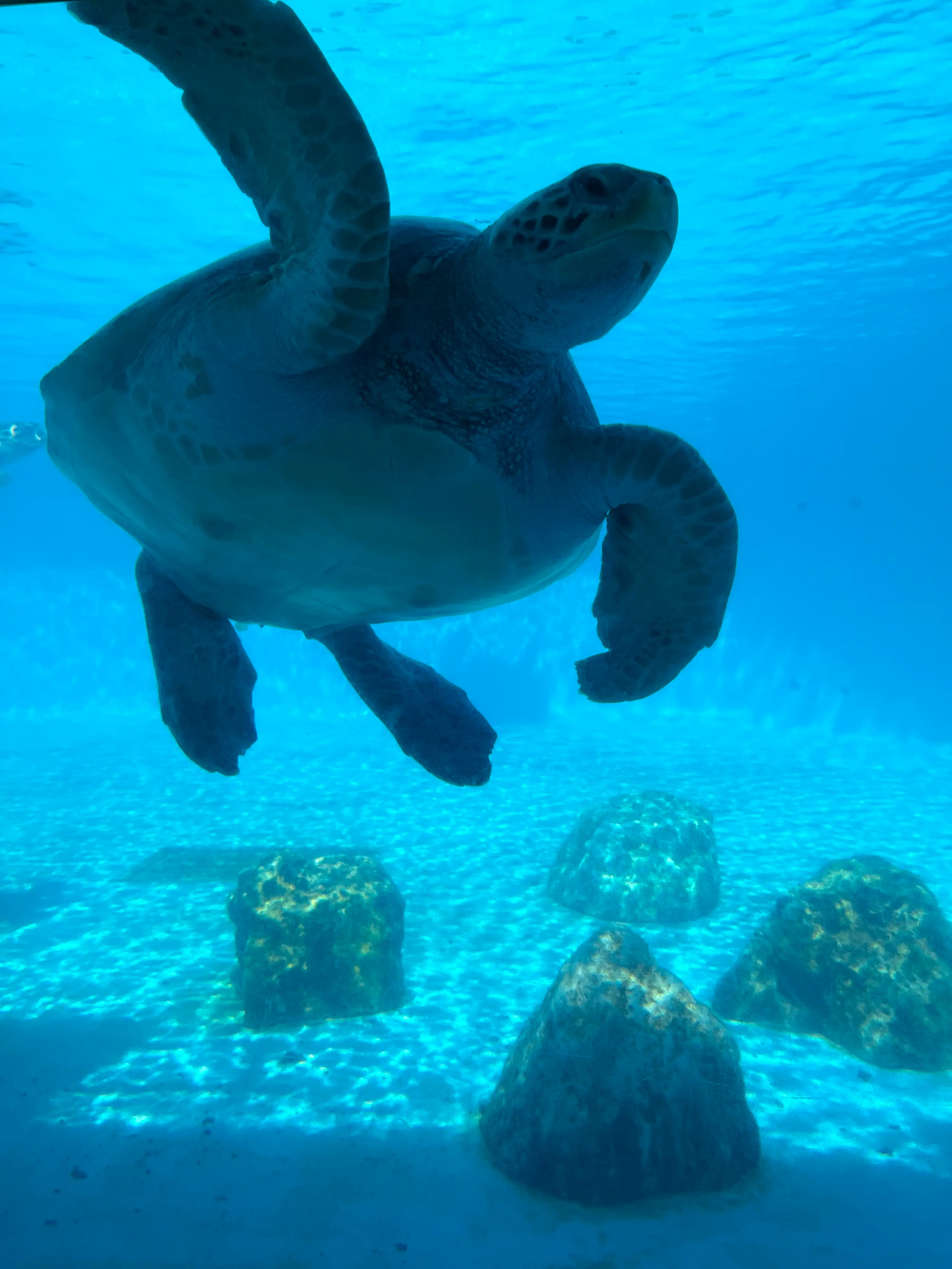 Turtle
