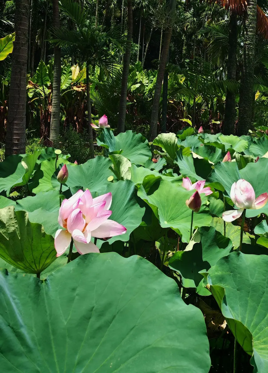 Lotus pond