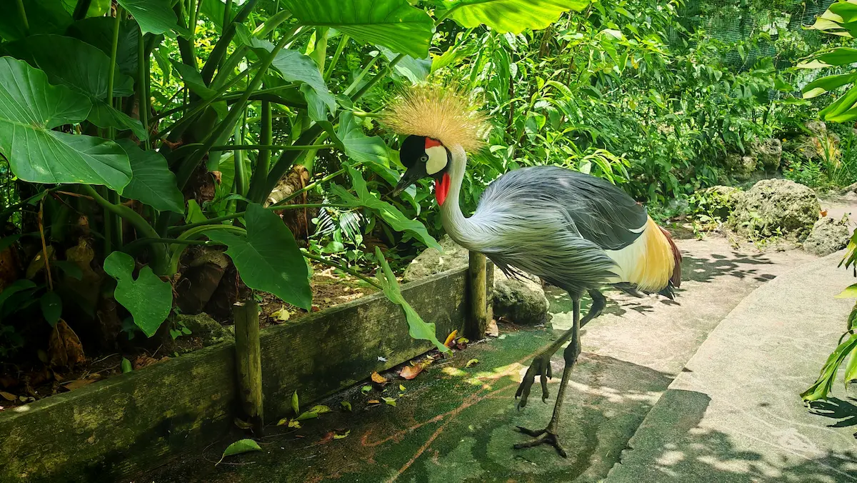 Tropical bird