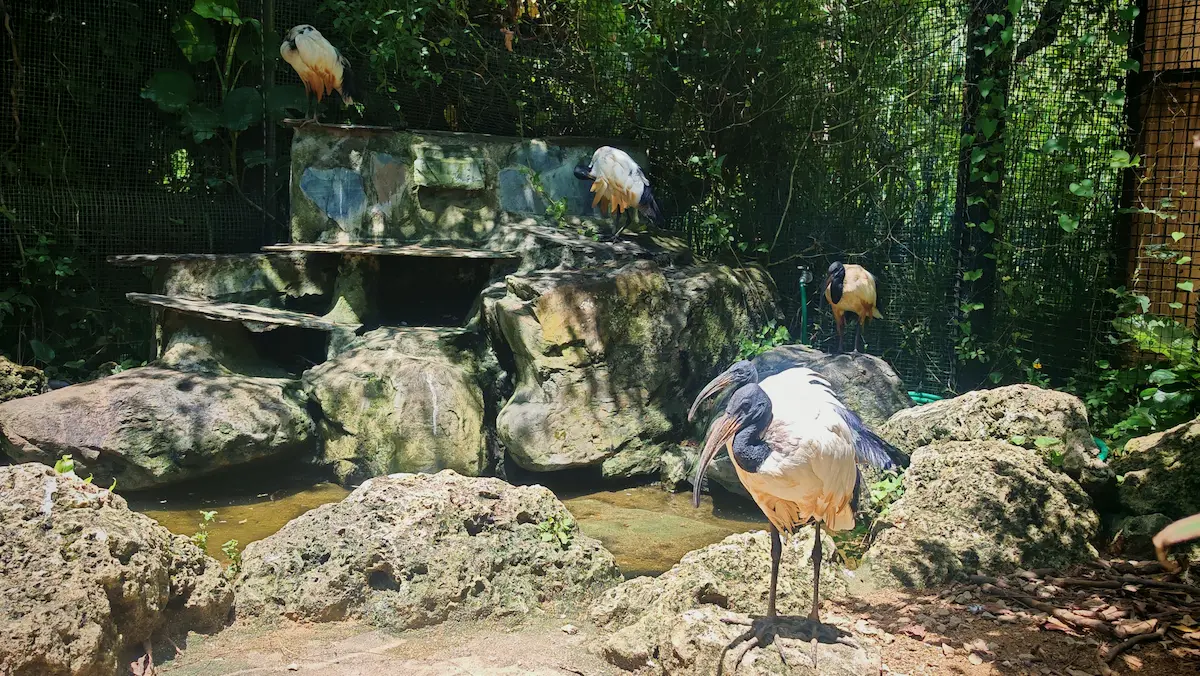 Tropical birds