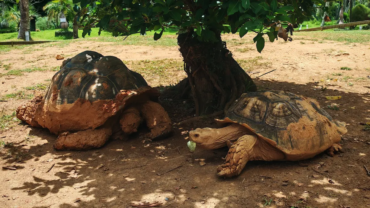 Turtles