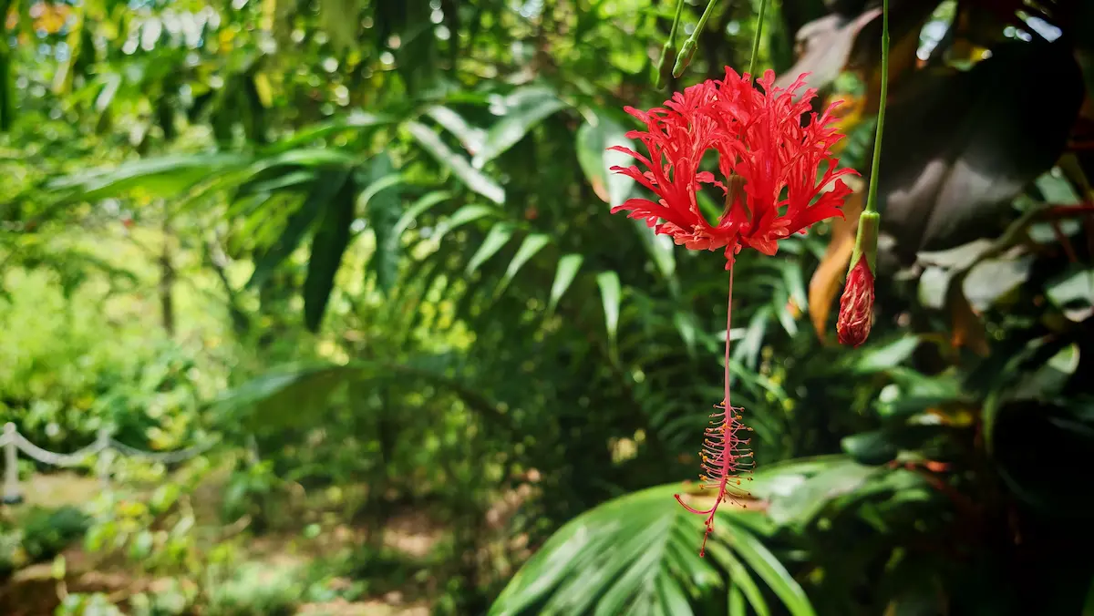 Tropical flower