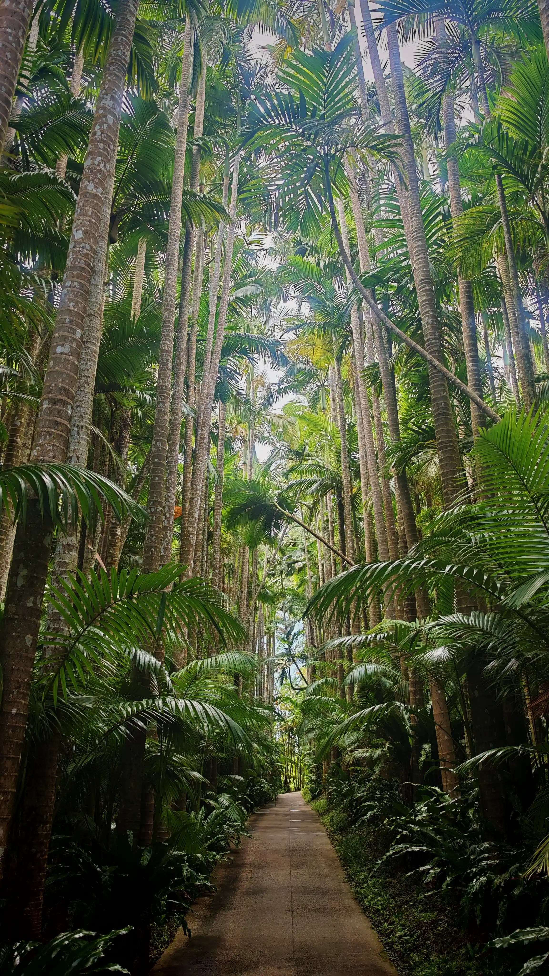 Palms