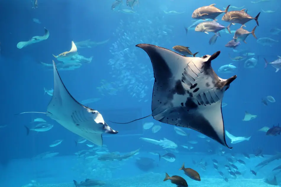 Manta ray