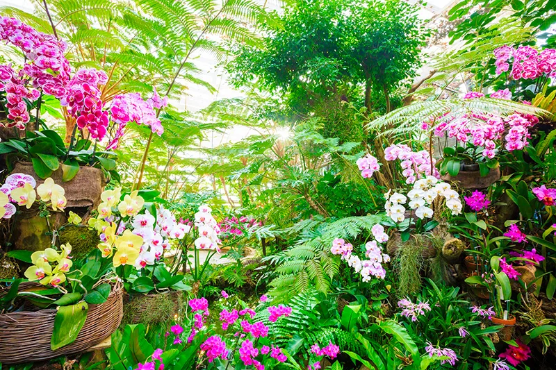Tropical Dream Center