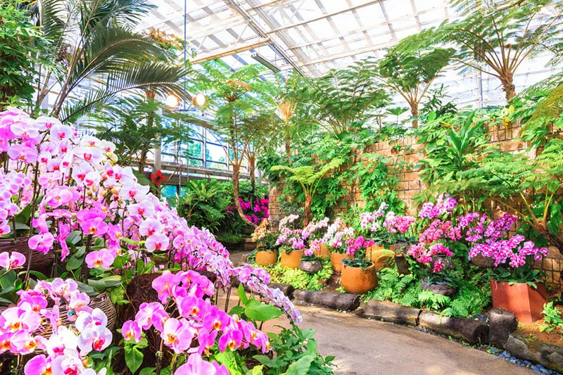 Tropical Dream Center